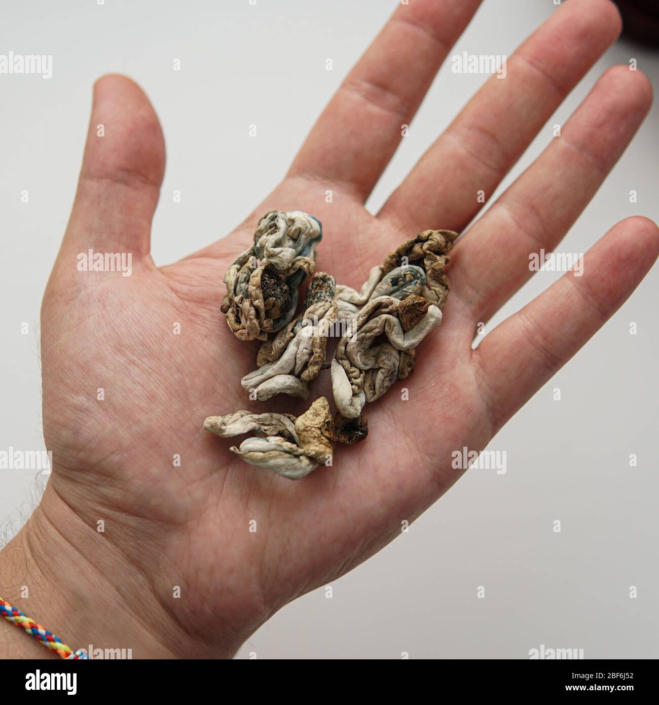weighing a portion of hallucinogenic mushrooms on a scale Stock Photo