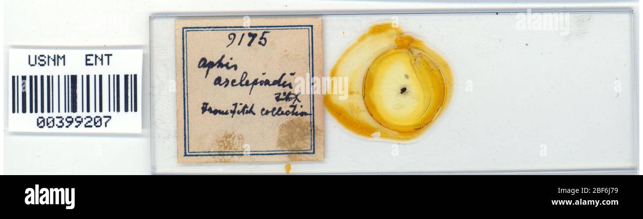 Aphis asclepiadis hi-res stock photography and images - Alamy