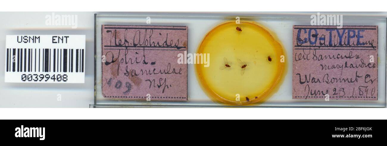 Species of aphis hi-res stock photography and images - Alamy