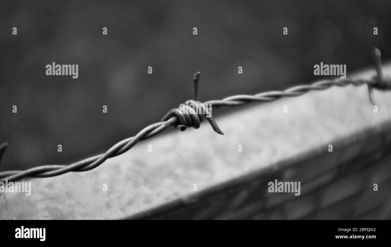 Black and white picture with a barbed wire Stock Photo