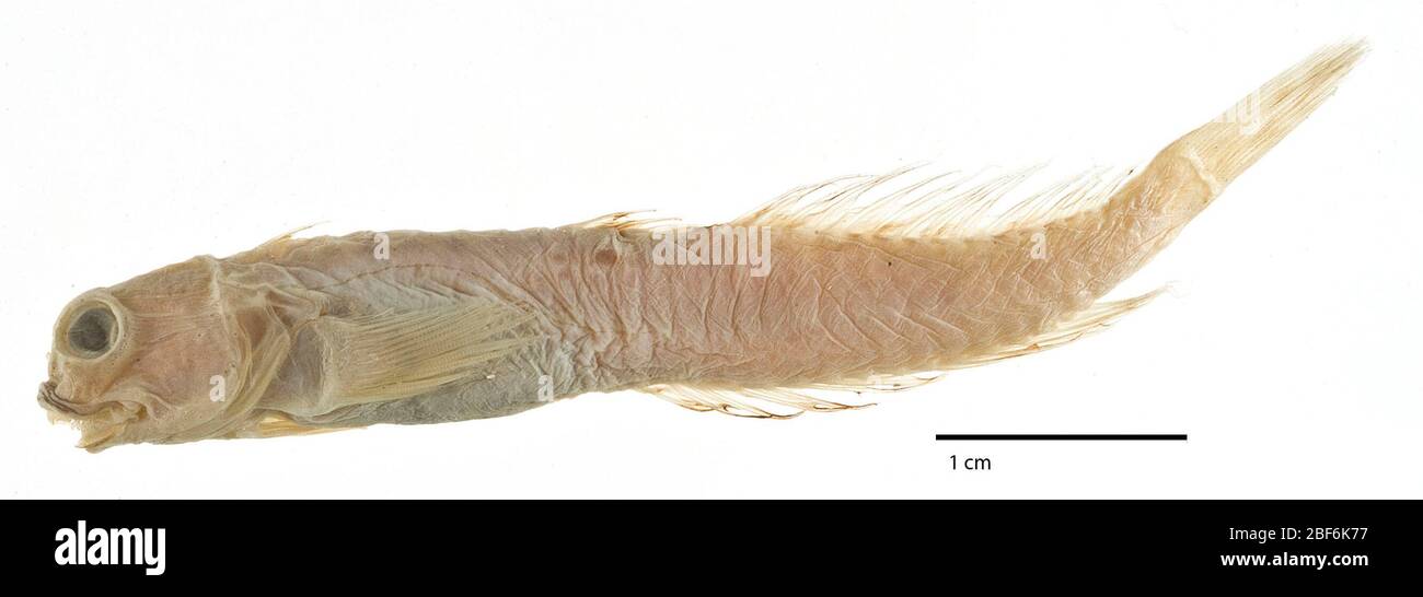 Entomacrodus nigricans Gill. See longley + hildebrand 1941, cat. tort. fish. p.270. 49.6 mm sl. ledger states collector is: gill.18 Aug 20141 Stock Photo