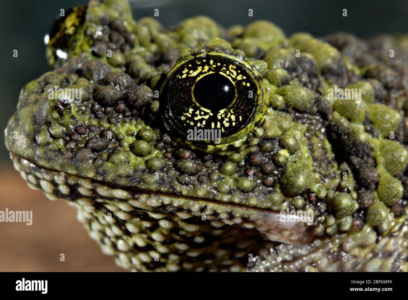 Vietnamese Mossy Frog. eye,Species: corticale,Genus: Theloderma 