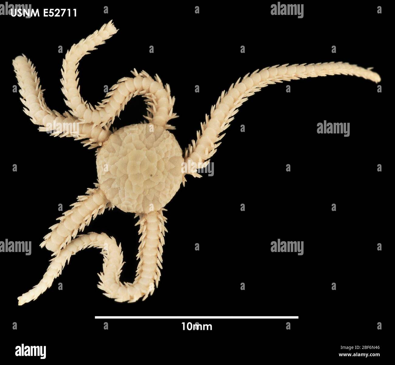 Amphiura hi-res stock photography and images - Alamy