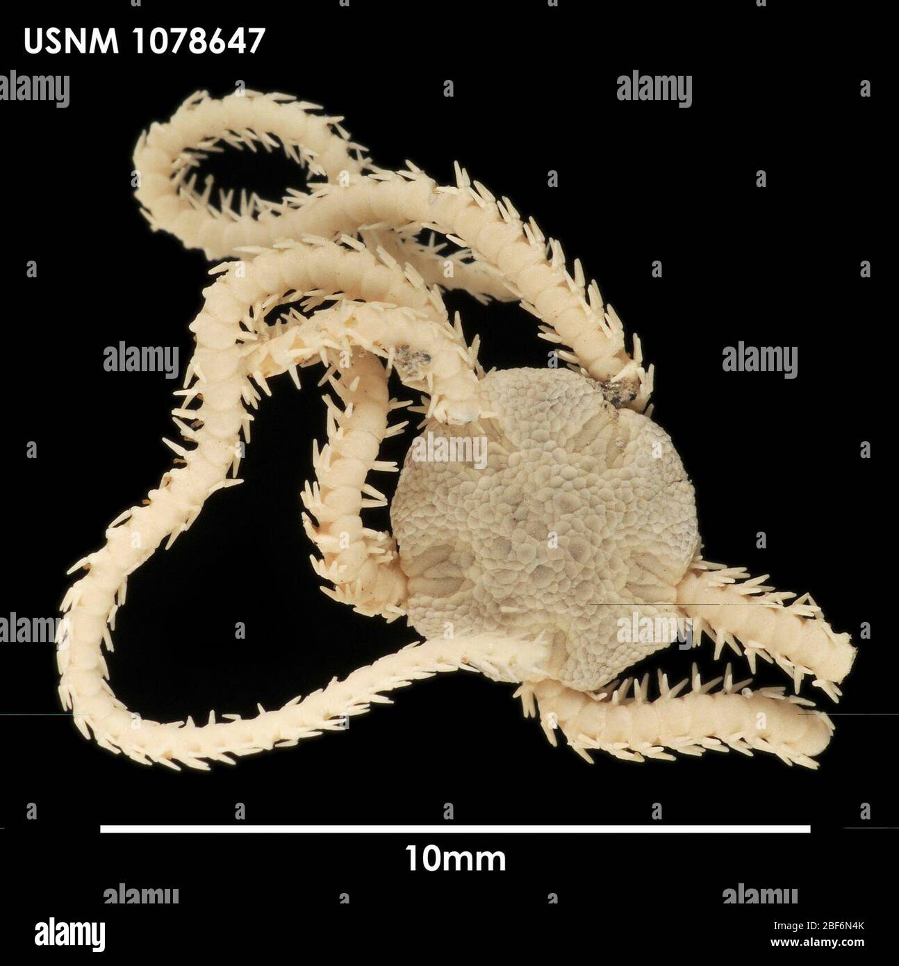 Amphiura hi-res stock photography and images - Alamy