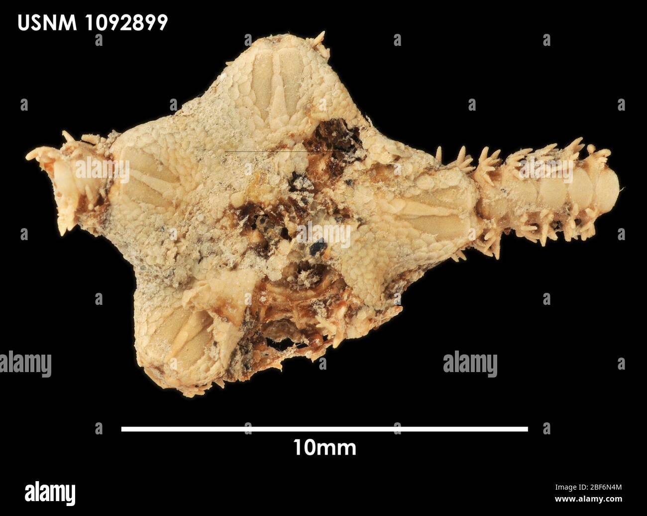 Amphiura hi-res stock photography and images - Alamy