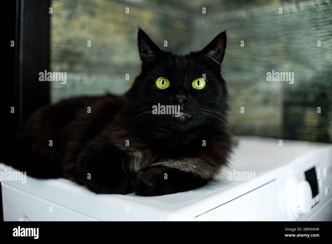 fluffy black cats with green eyes