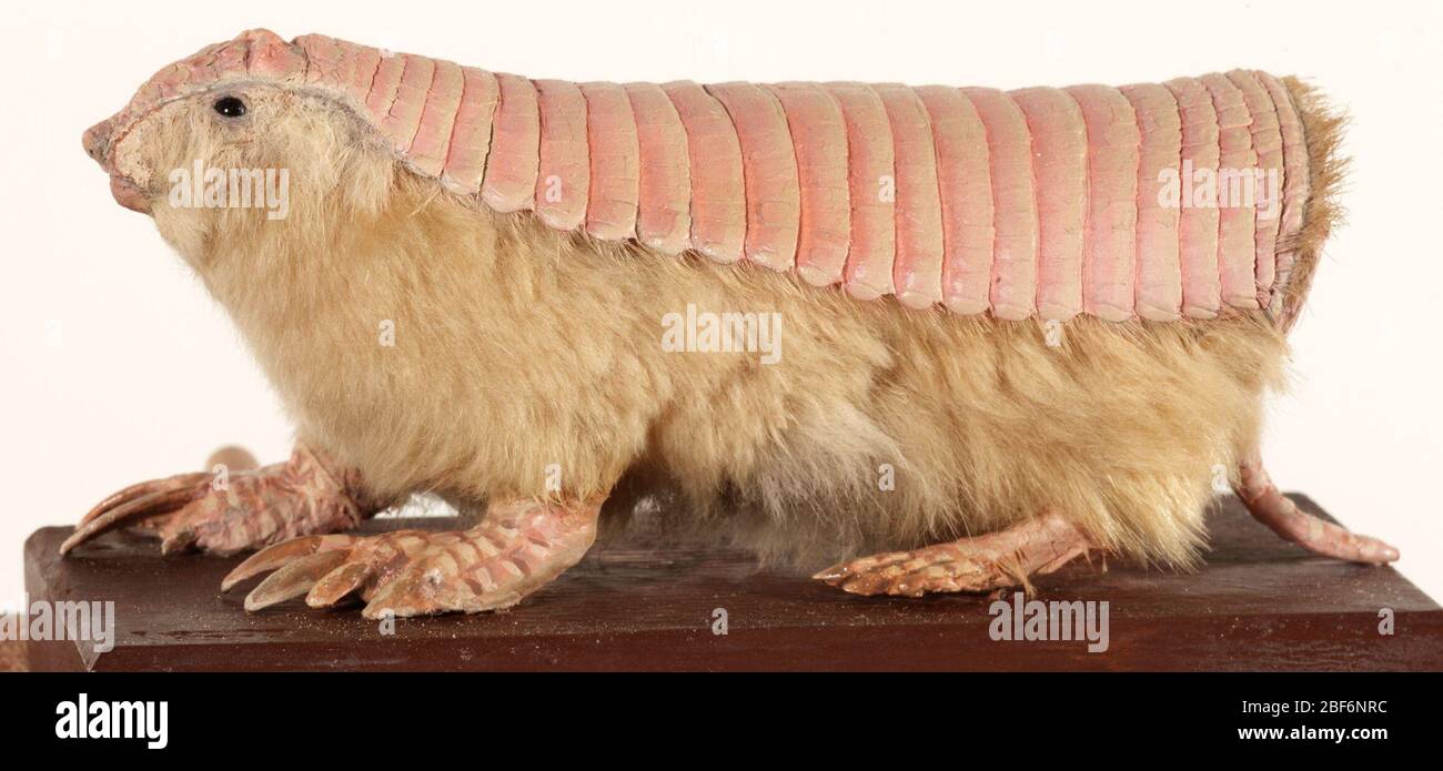 Chlamyphorus truncatus hires stock photography and images Alamy