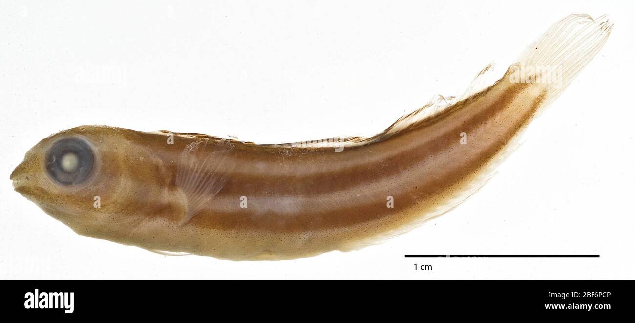 Meiacanthus Meiacanthus abditus SmithVaniz. Removed from usnm 122384 (paratypes). female, 29.3 mm sl. {tutu bay;3-6 m}-from s.i. contri. to zool. no. 519, p. 3.4 Feb 2019D 55611 Stock Photo