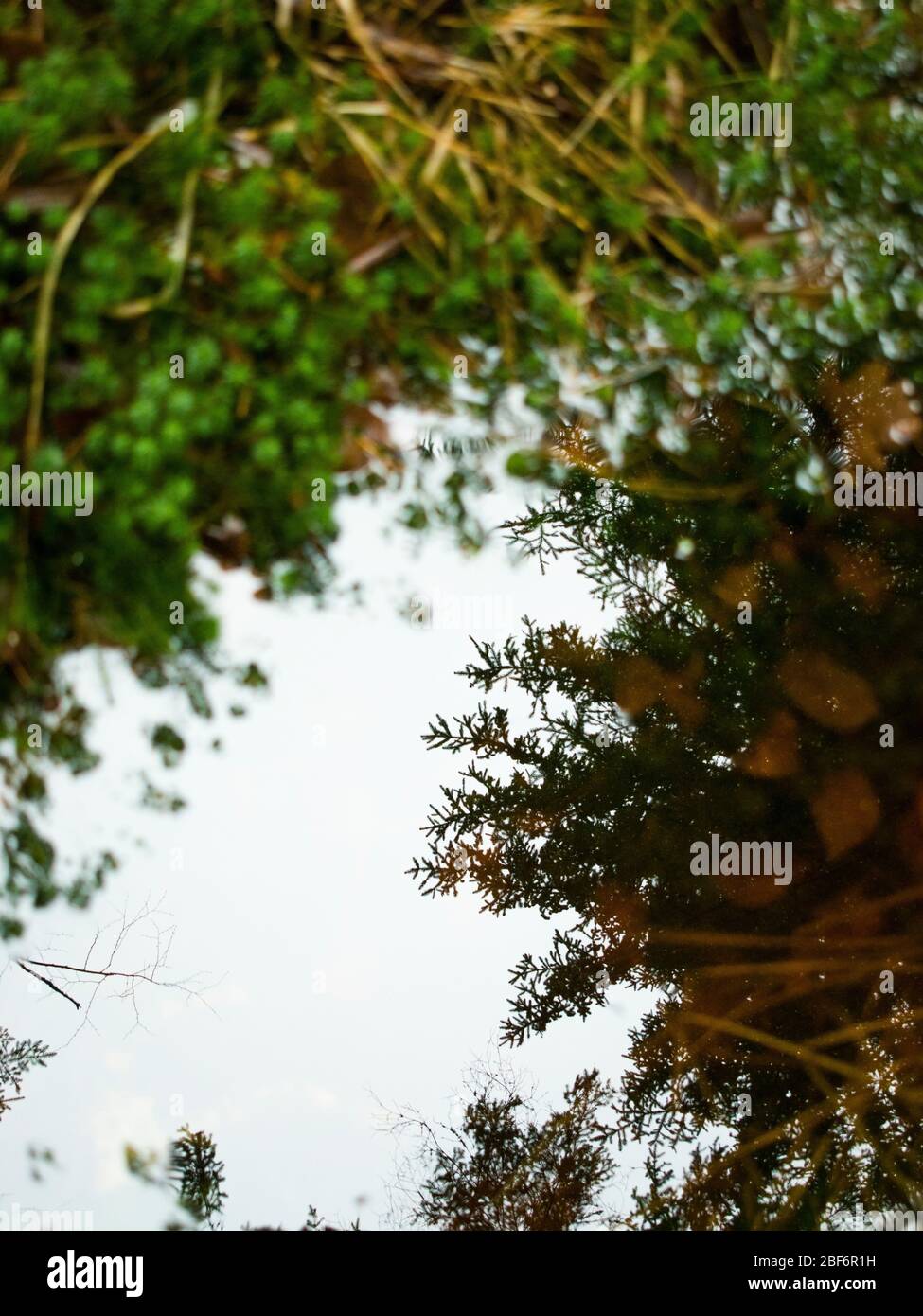 Leafy greens in the forest Stock Photo - Alamy
