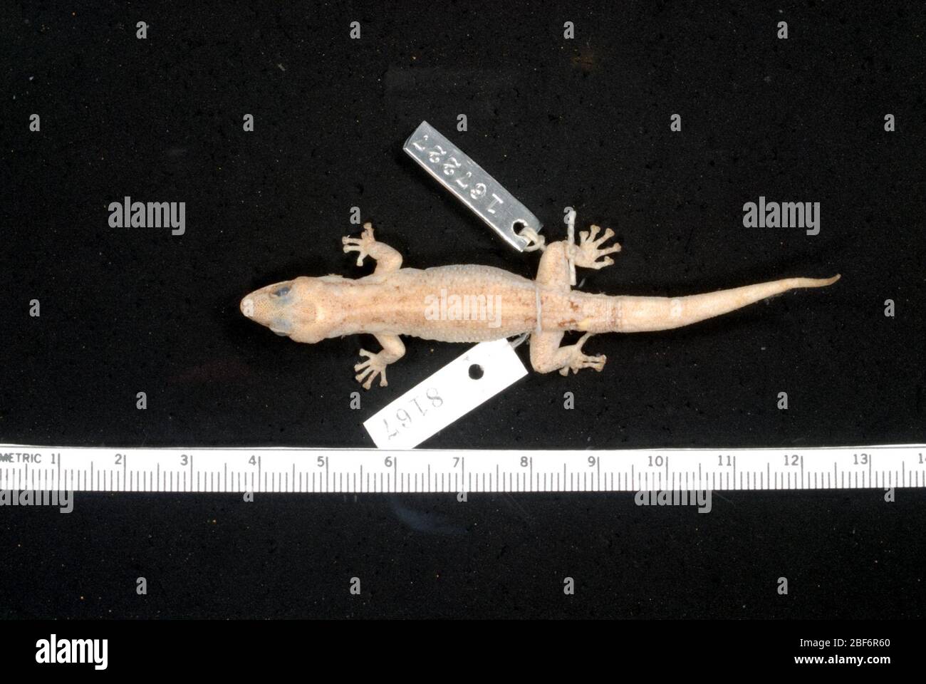 Phyllodactylus pumilus. 6 Aug 20141 Stock Photo