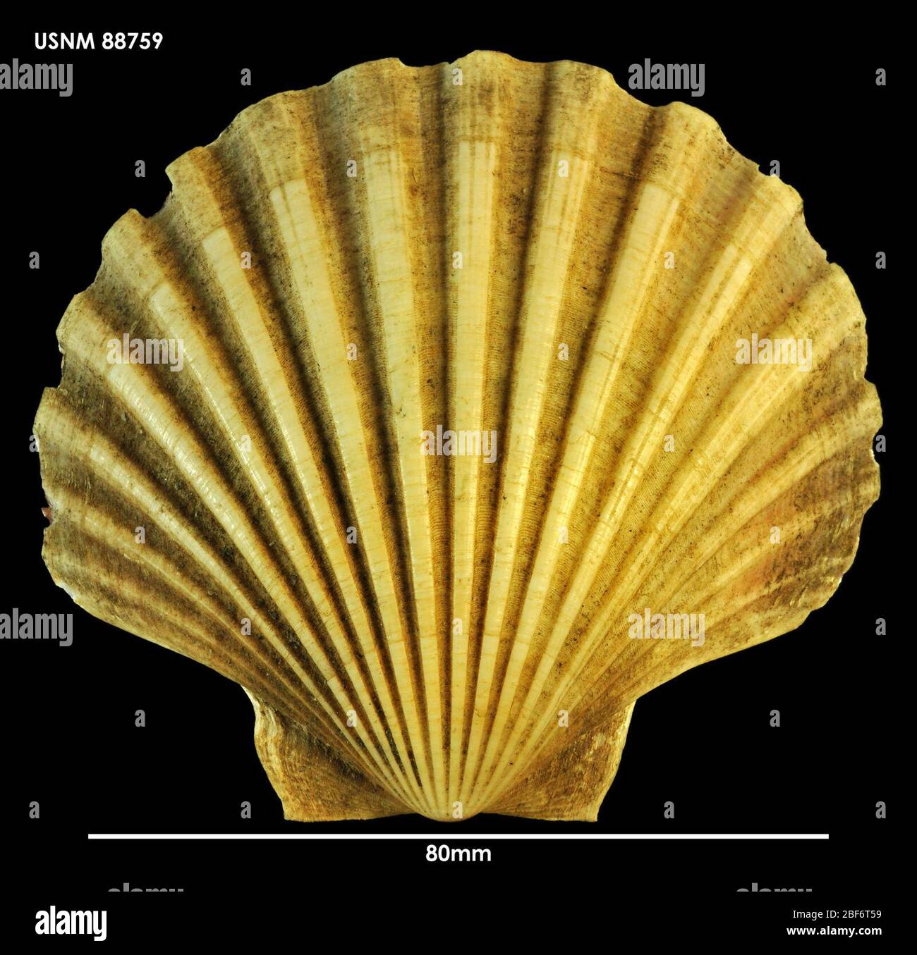 Marine biology history hi-res stock photography and images - Alamy