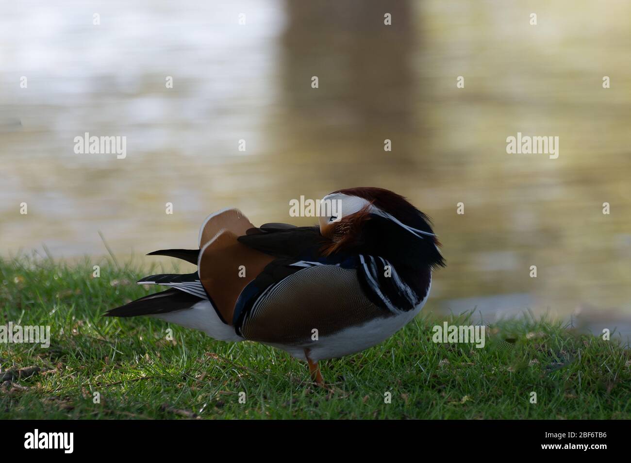 Mandarin duck taking a nap at the edge of the pond Stock Photo - Alamy