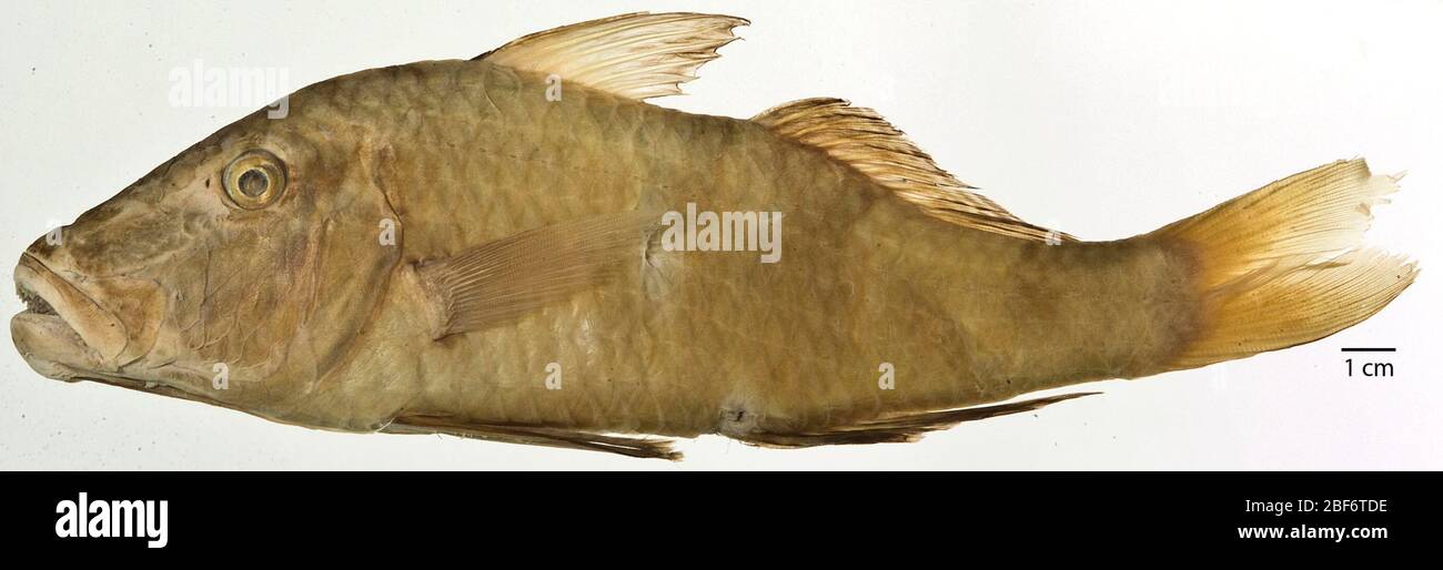 Upeneus velifer. 011 specimens previously listed in ledger.17 Oct 20181 Stock Photo