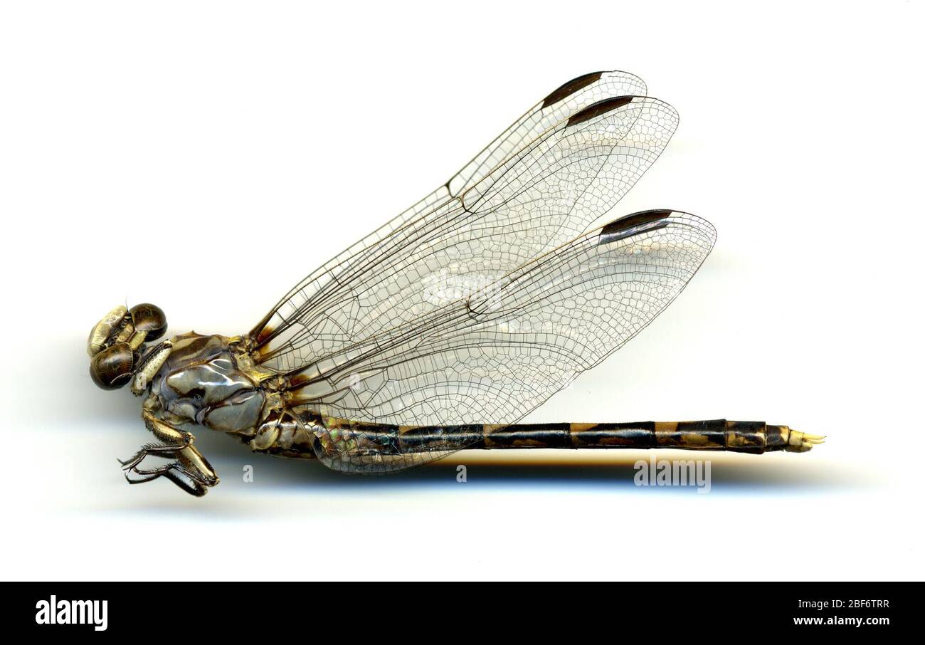 Progomphus borealis. 26 May 20161 Stock Photo Alamy