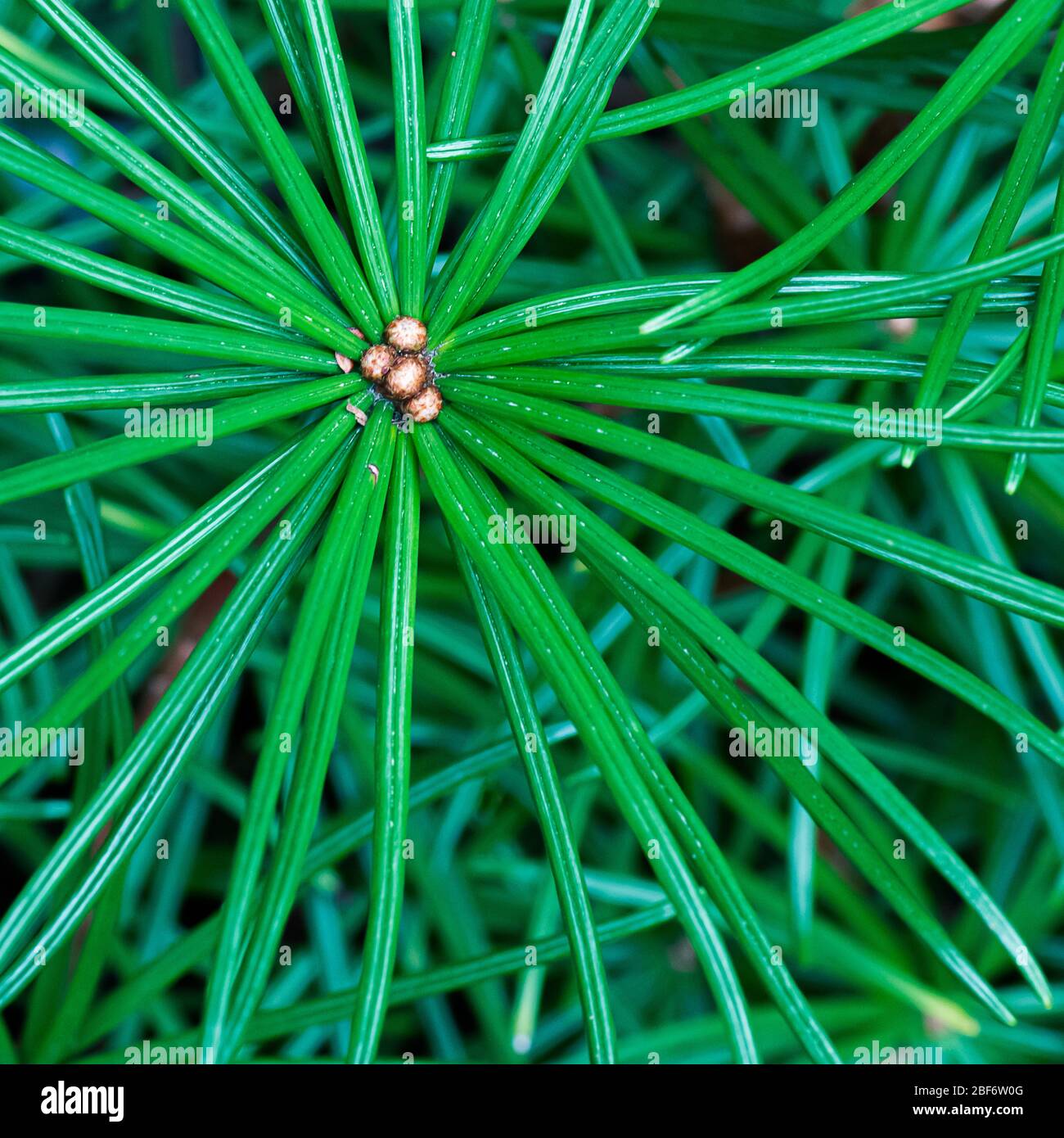 Closeup top view of the Japanese umbrella pine Stock Photo