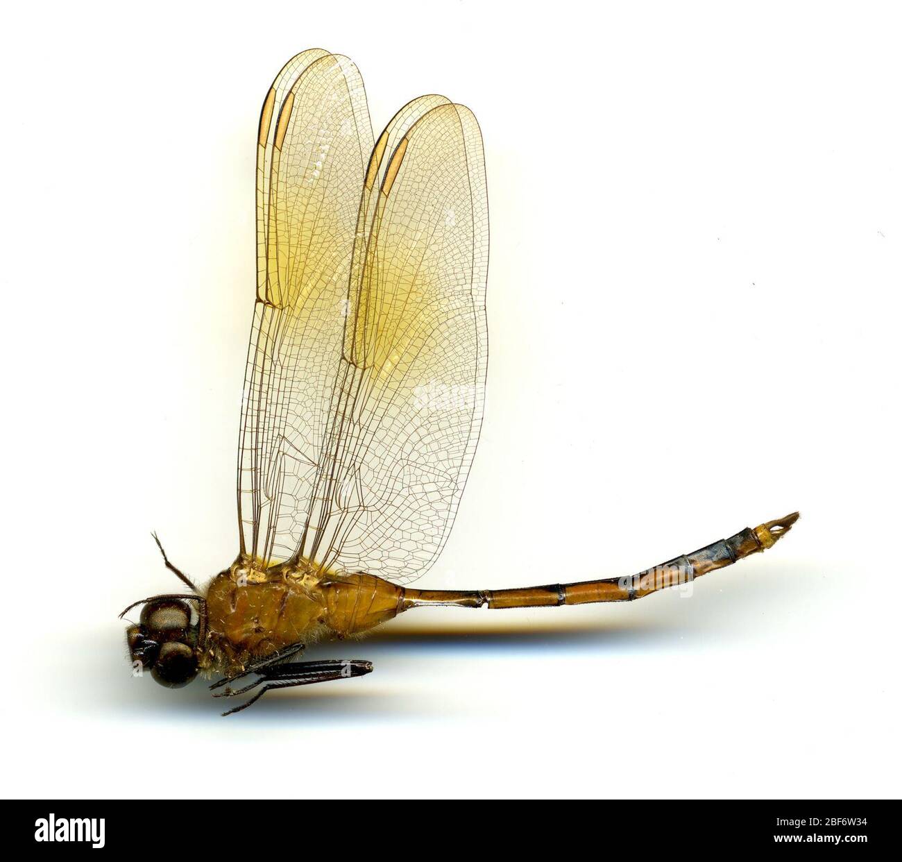 Brachymesia gravida hi-res stock photography and images - Alamy