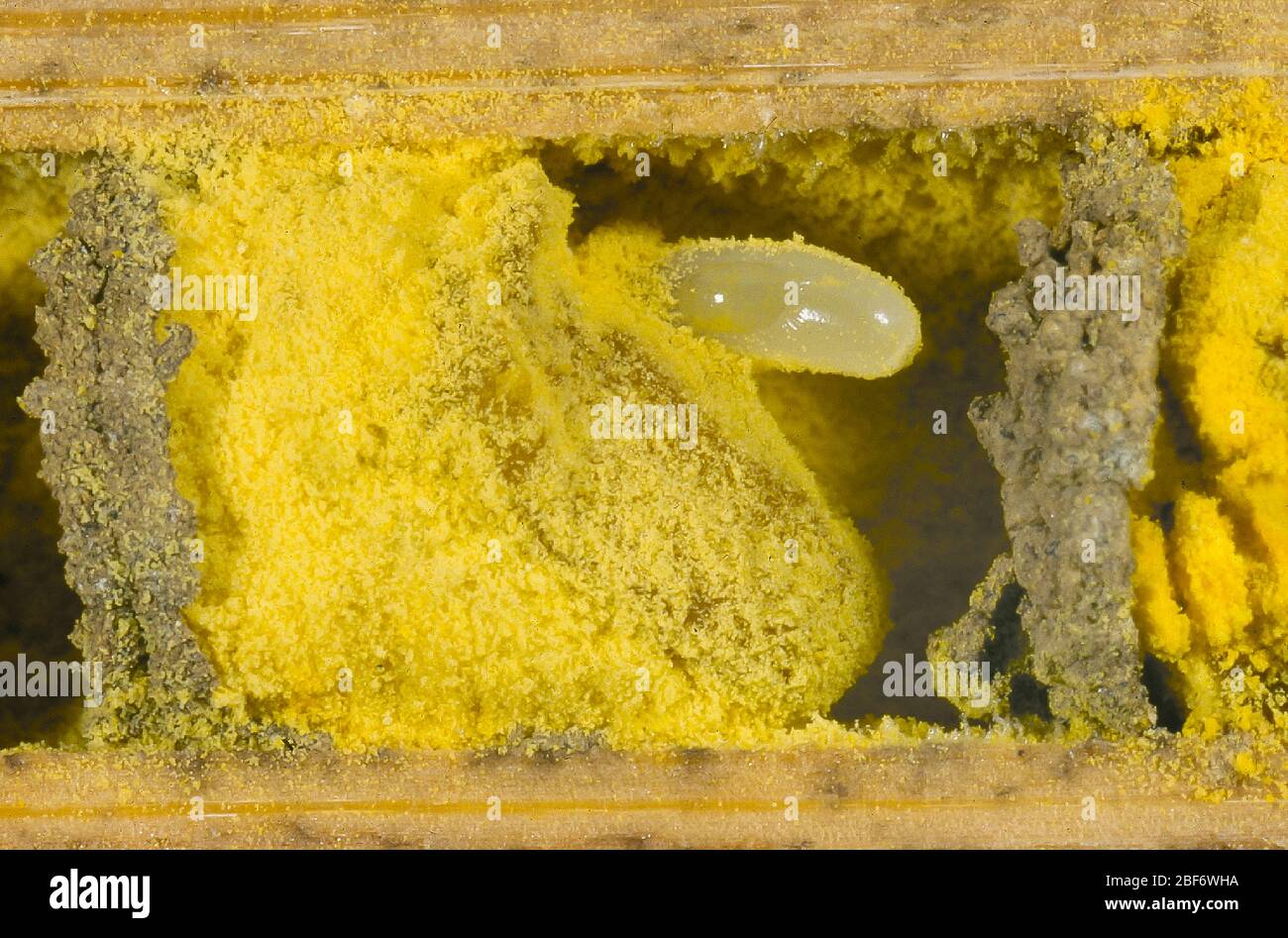 red mason bee (Osmia rufa, Osmia bicornis), cross-sectional view of a breeding tube with an egg and pollen, Germany Stock Photo