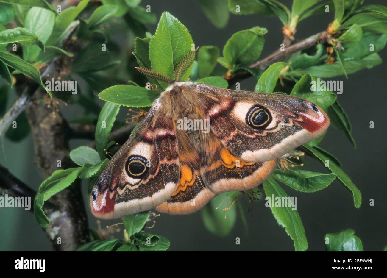 Small emperor moth saturnia pavonia male hi-res stock photography and ...