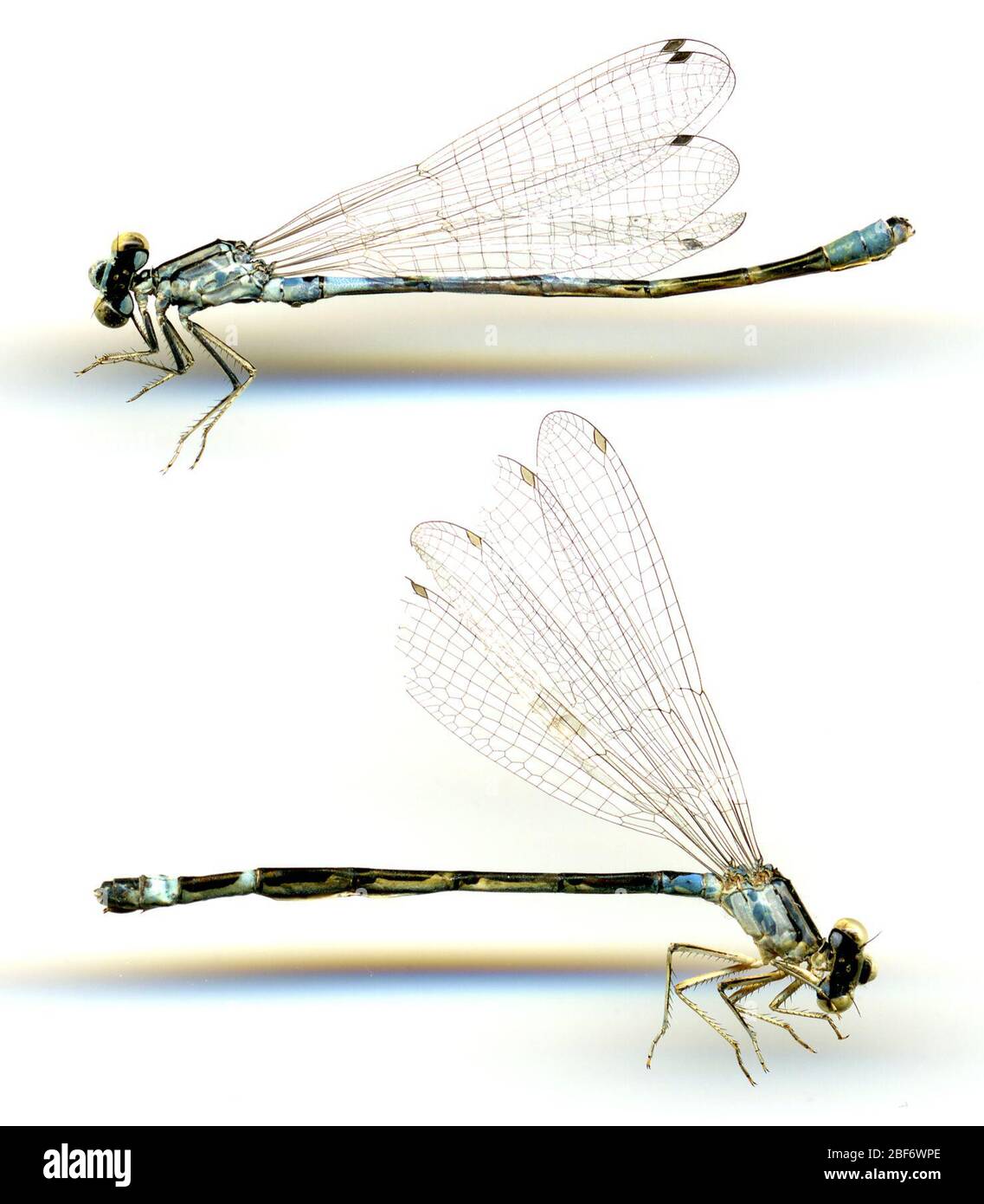 Enallagma clausum. 19 May 20161 Stock Photo