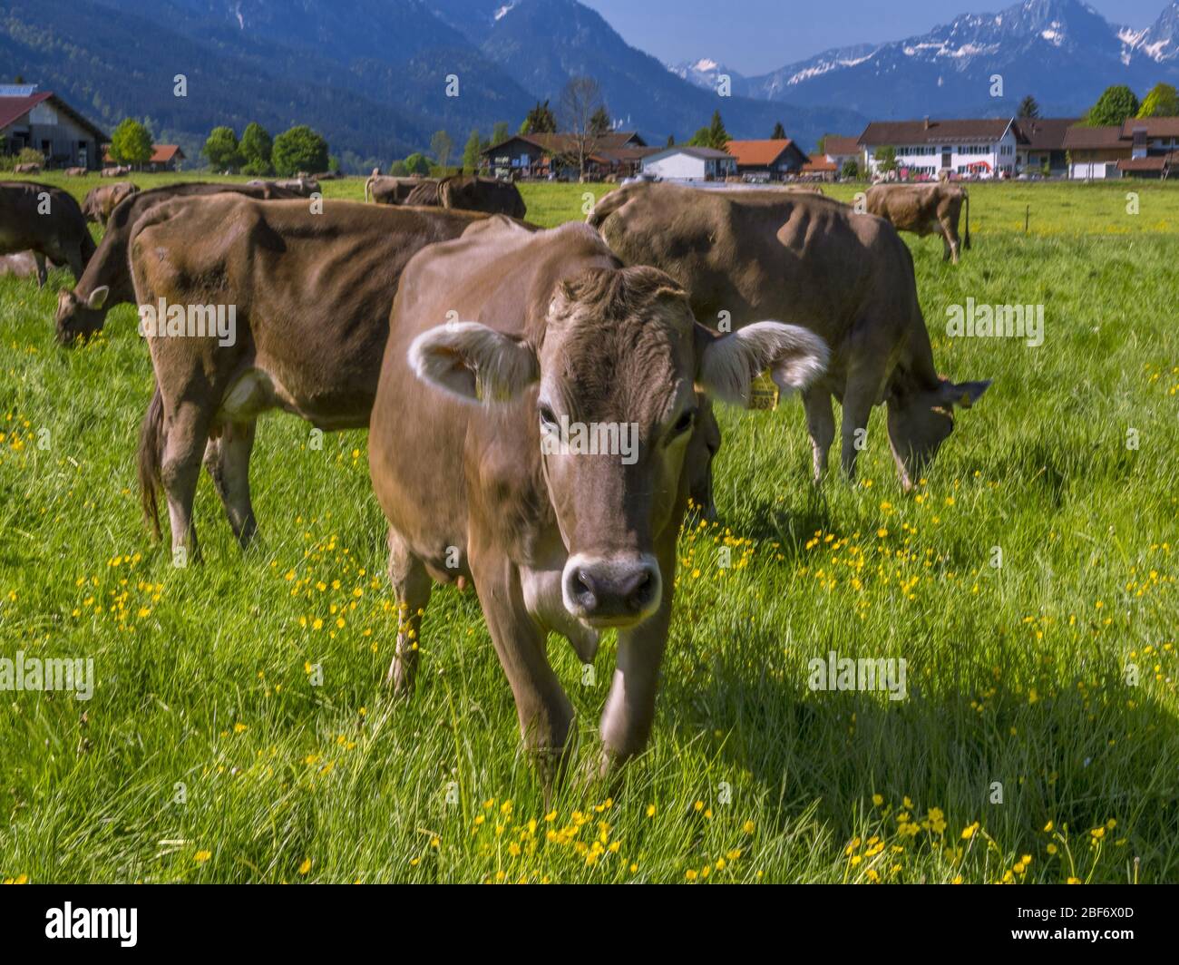 domestic cattle (Bos primigenius f. taurus), Cow on the pasture, Germany, Bavaria, Allgaeu, Bayerniederhofen Stock Photo