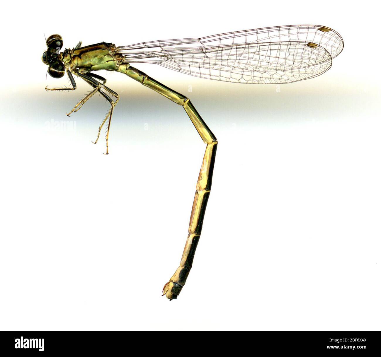 Large Slow Moving Insects Slow moving insects Cut Out Stock Images & Pictures - Alamy