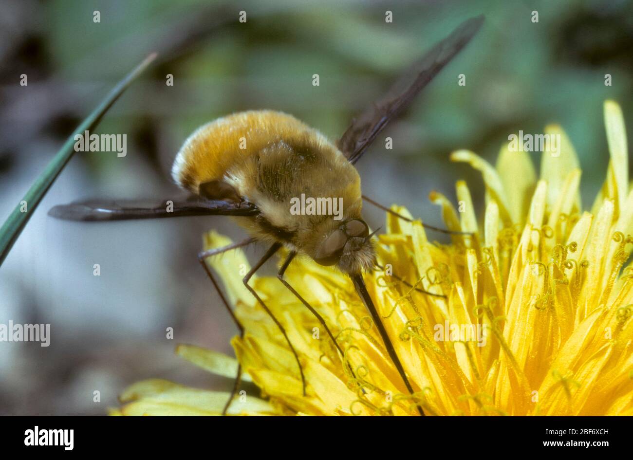 Large bee-fly (Bombylius major), sucks nectar from dandelion, Germany Stock Photo