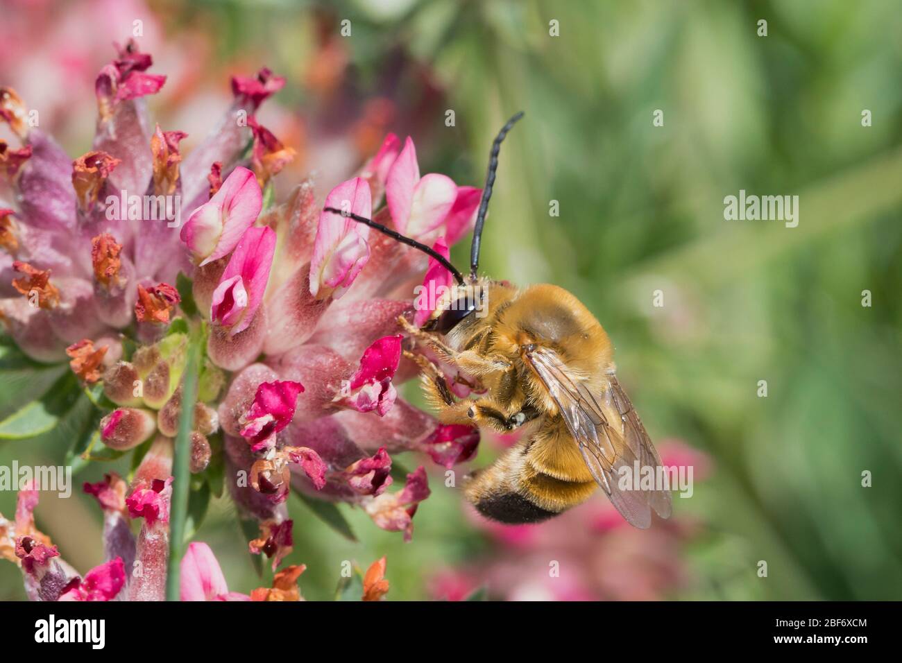 Long-Horned Bee (Eucera spec.), male, Croatia Stock Photo