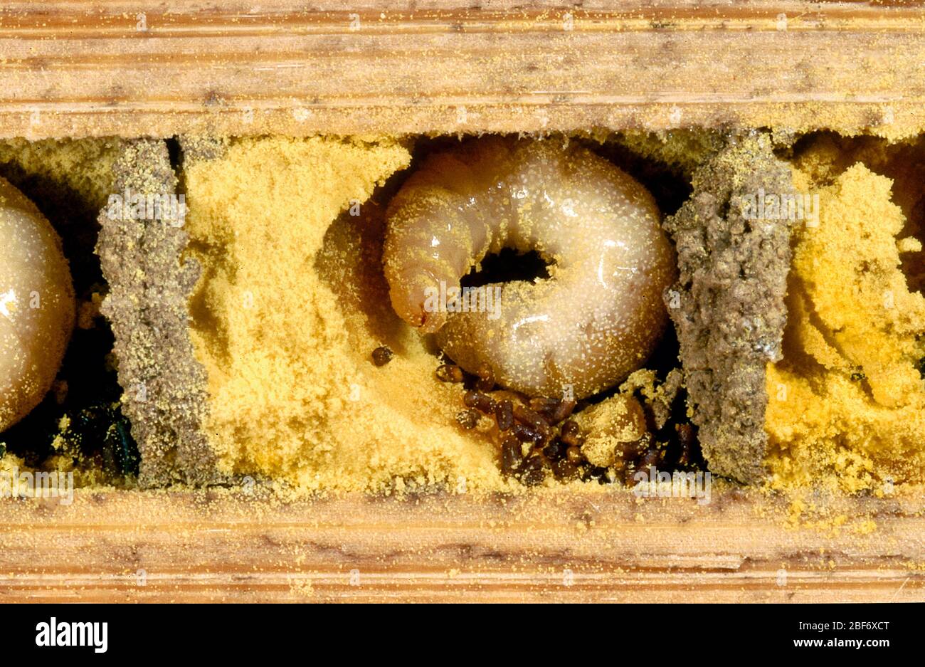 red mason bee (Osmia rufa, Osmia bicornis), cross-sectional view of a breeding tube with older larva and pollen, Germany Stock Photo