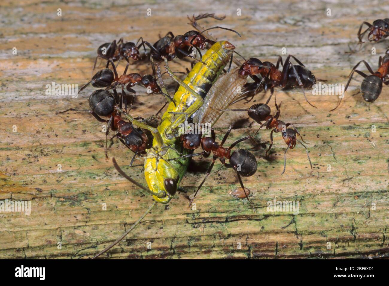wood ant (Formica rufa), with grashopper, Germany Stock Photo
