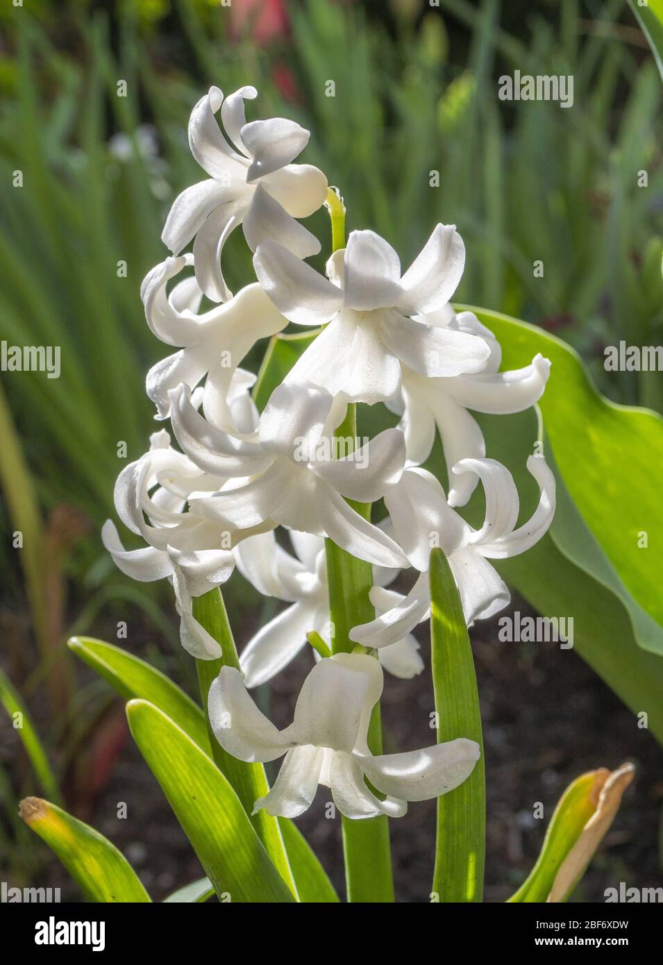 Jacinthe (Hyacinthus orientalis), White garden hyacinth Stock Photo