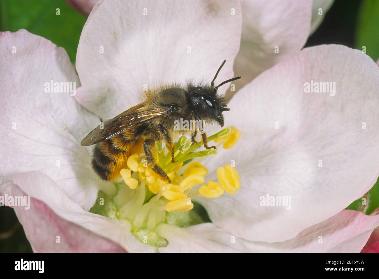 red mason bee (Osmia rufa, Osmia bicornis), sits on a flower, Germany Stock Photo
