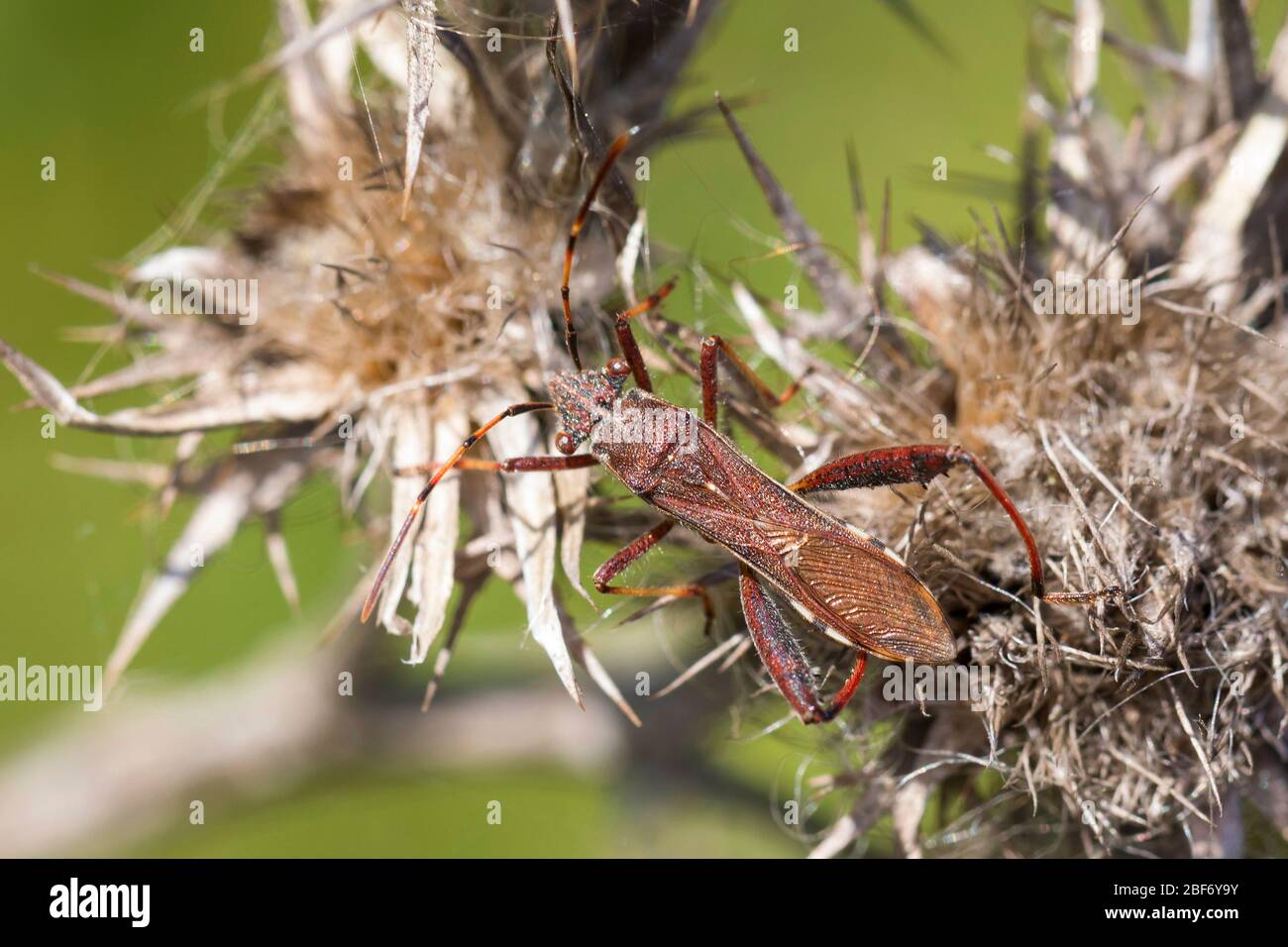 Broad-headed Bug (Camptopus lateralis), on withered thistles, Germany Stock Photo