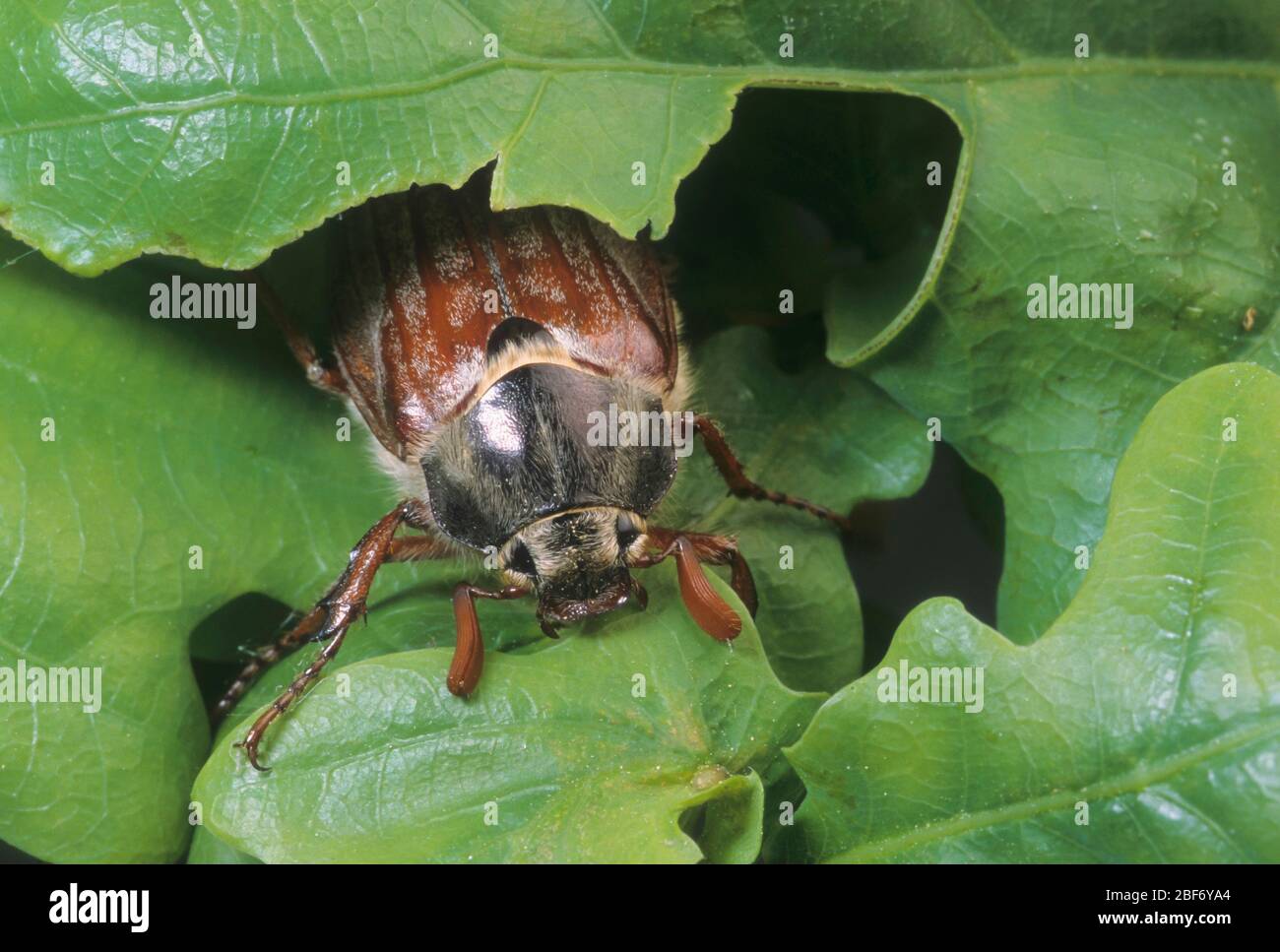 Common cockchafer, Maybug, Maybeetle (Melolontha melolontha), feeds on oak Stock Photo