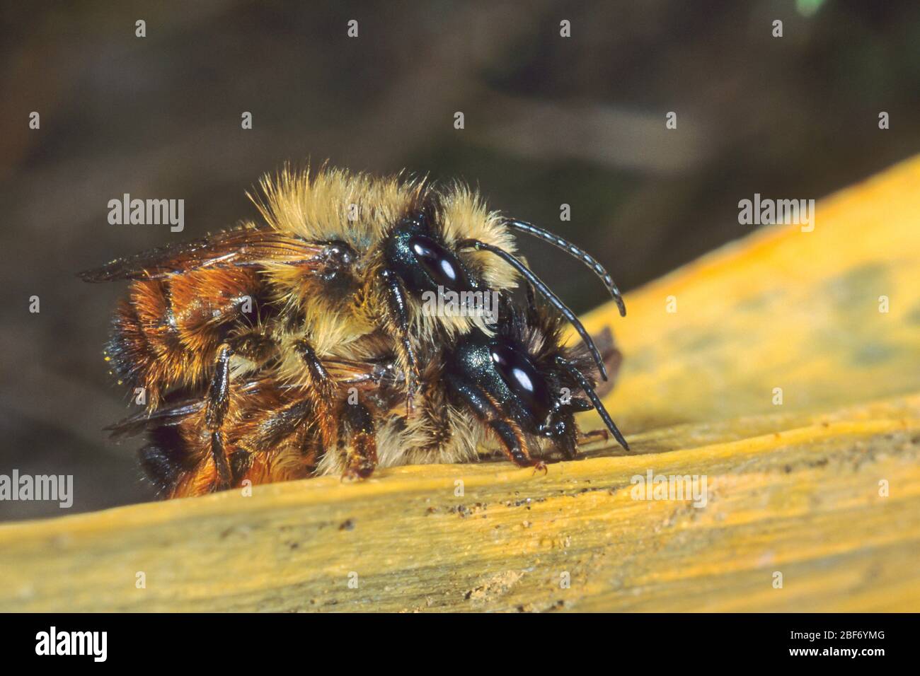 red mason bee (Osmia rufa, Osmia bicornis), mating, Germany Stock Photo