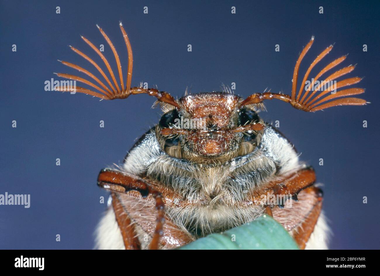 Common cockchafer, Maybug, Maybeetle (Melolontha melolontha), male Stock Photo