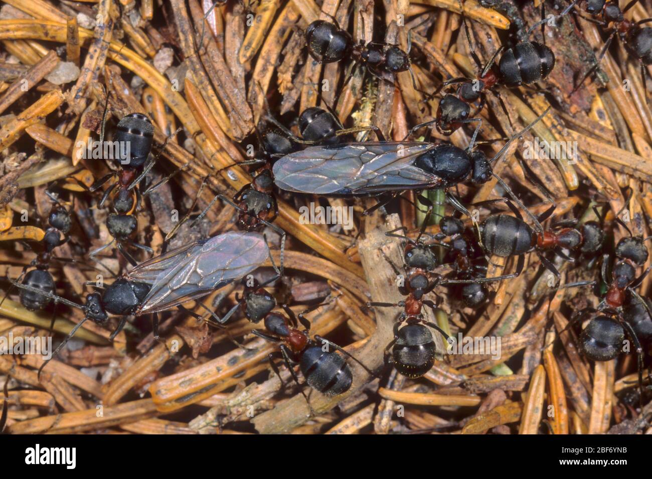 wood ant (Formica rufa), workers with winged males, Germany Stock Photo