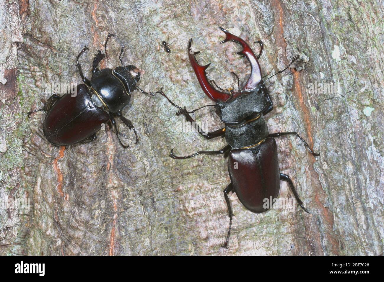 stag beetle, European stag beetle (Lucanus cervus), pair, Germany Stock Photo