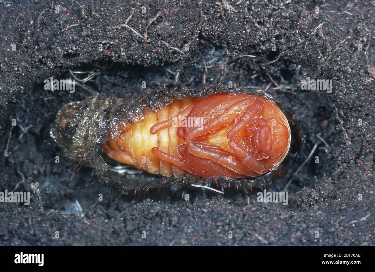 Common cockchafer, Maybug, Maybeetle (Melolontha melolontha), pupa digged in the ground Stock Photo