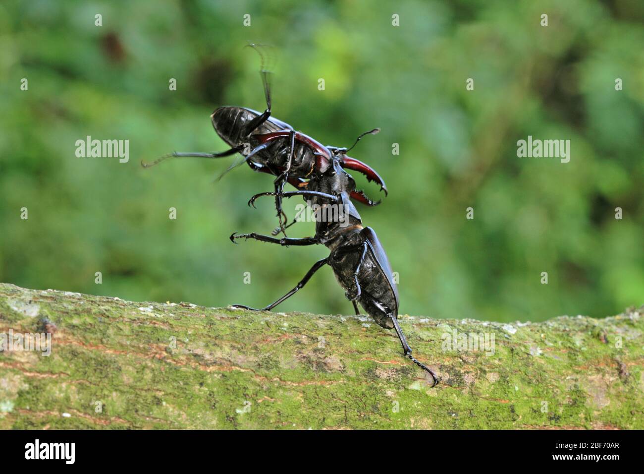 stag beetle, European stag beetle (Lucanus cervus), two males fight, Germany Stock Photo