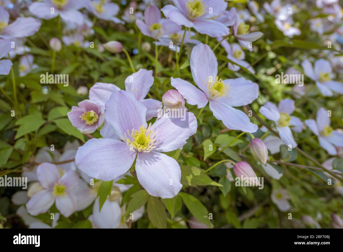 virgin-bower (Clematis spec.), blooming Stock Photo