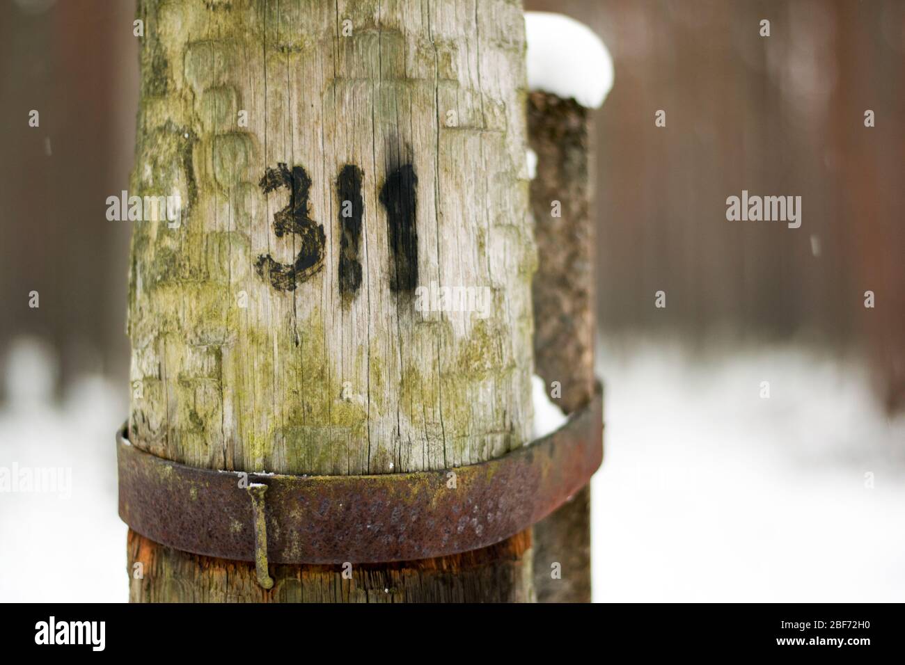 A close up of a numbered telephone pole in the middle of the woods Stock Photo