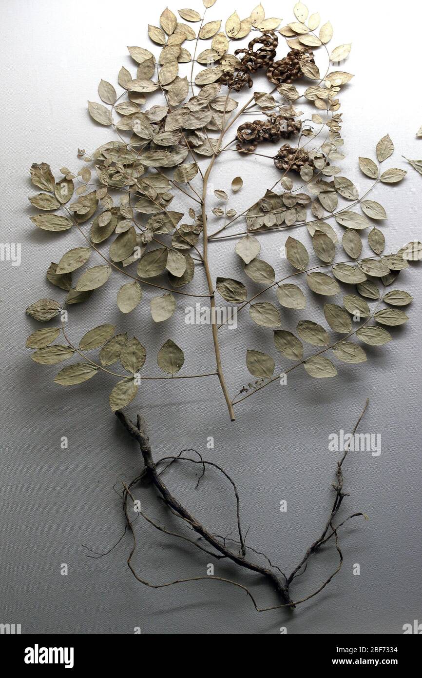 Glycyrrhiza uralensis hires stock photography and images Alamy