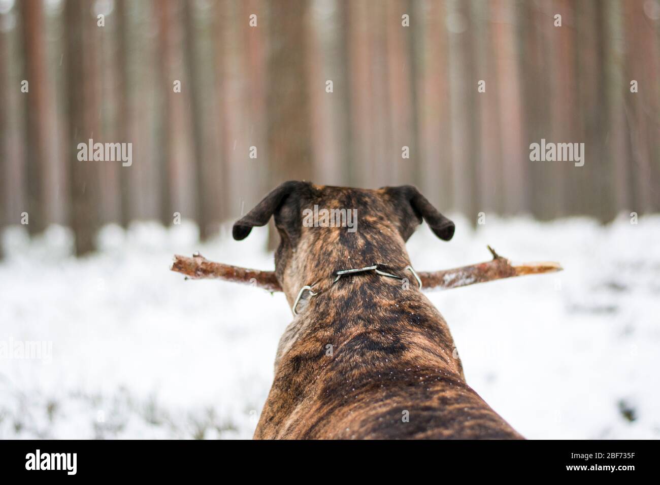 Pitbull lying in the snow Stock Photo