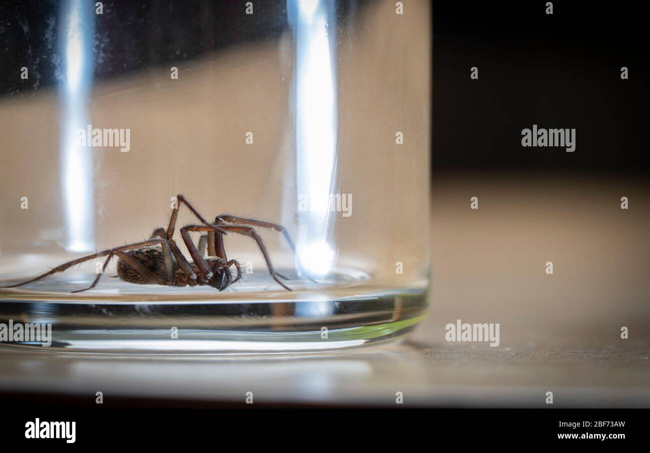 Giant House Spider (Tegenaria Duellica also know as Tegenaria Gigantea) trapped in a glass before being released outside Stock Photo
