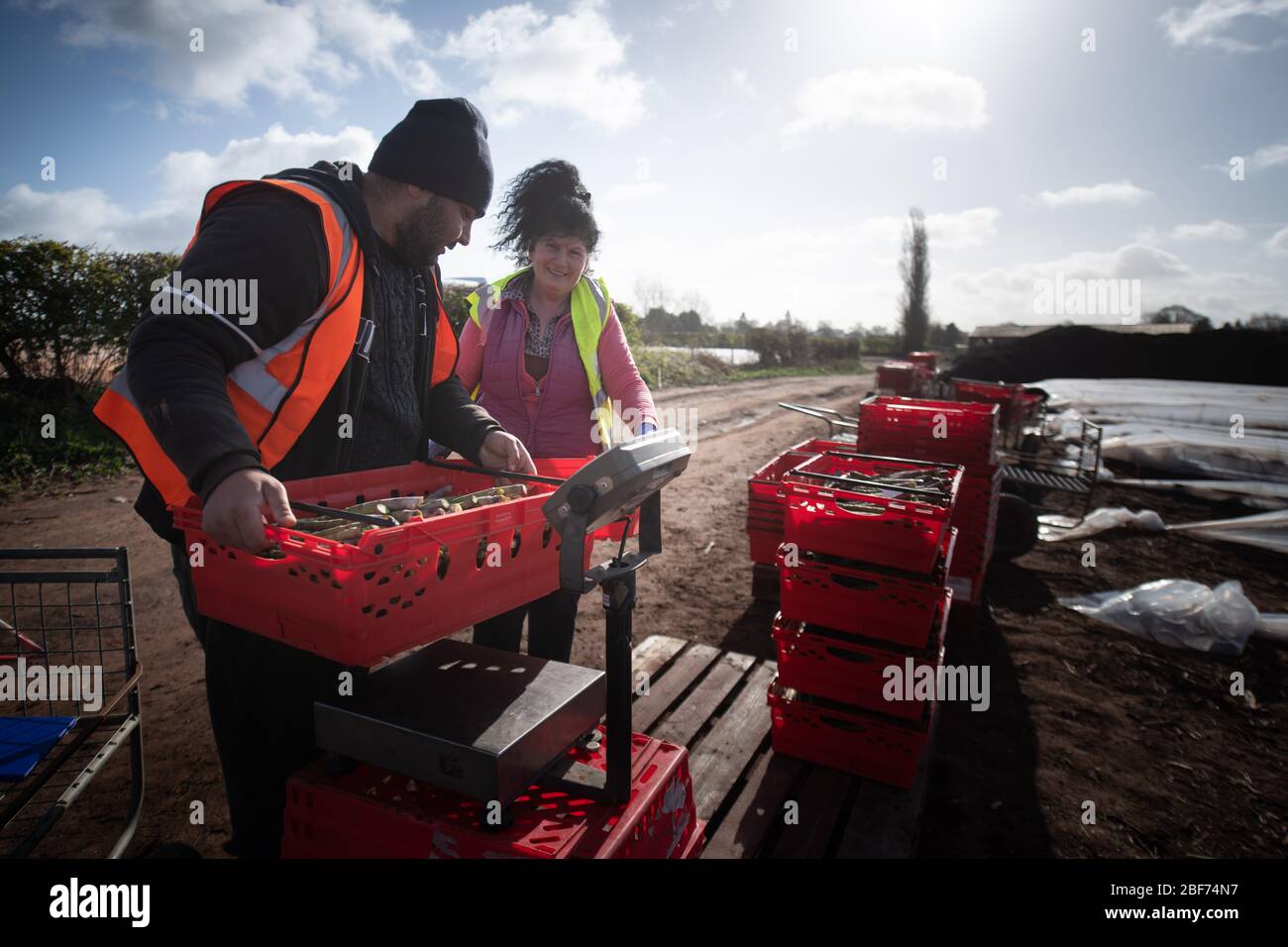Sandfields Farm, near Harvington, Worcestershire, UK. 6th April 2020.  // Pictured: Migrant workers weigh harvested asparagus on scales. Stock Photo