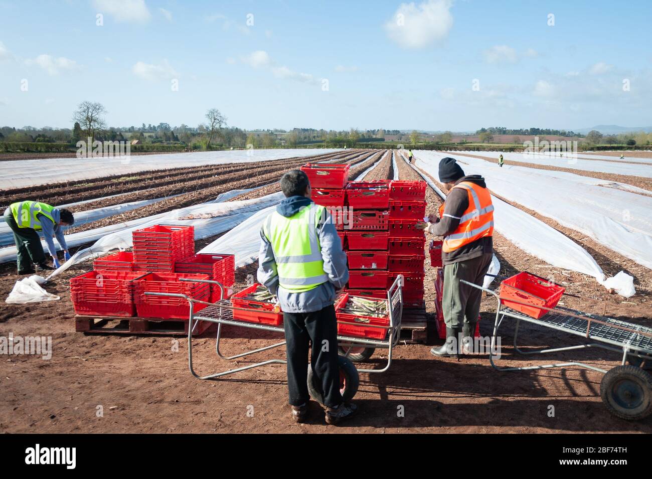 Sandfields Farm, near Harvington, Worcestershire, UK. 6th April 2020