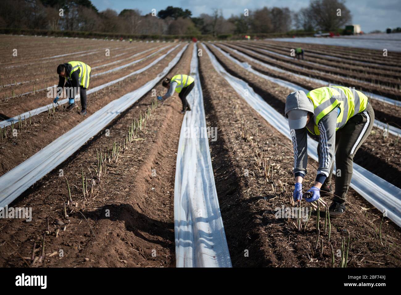 Sandfields Farm, near Harvington, Worcestershire, UK. 6th April 2020.  // Pictured: Migrant workers, mostly from Bulgaria and Romania, begin to harves Stock Photo