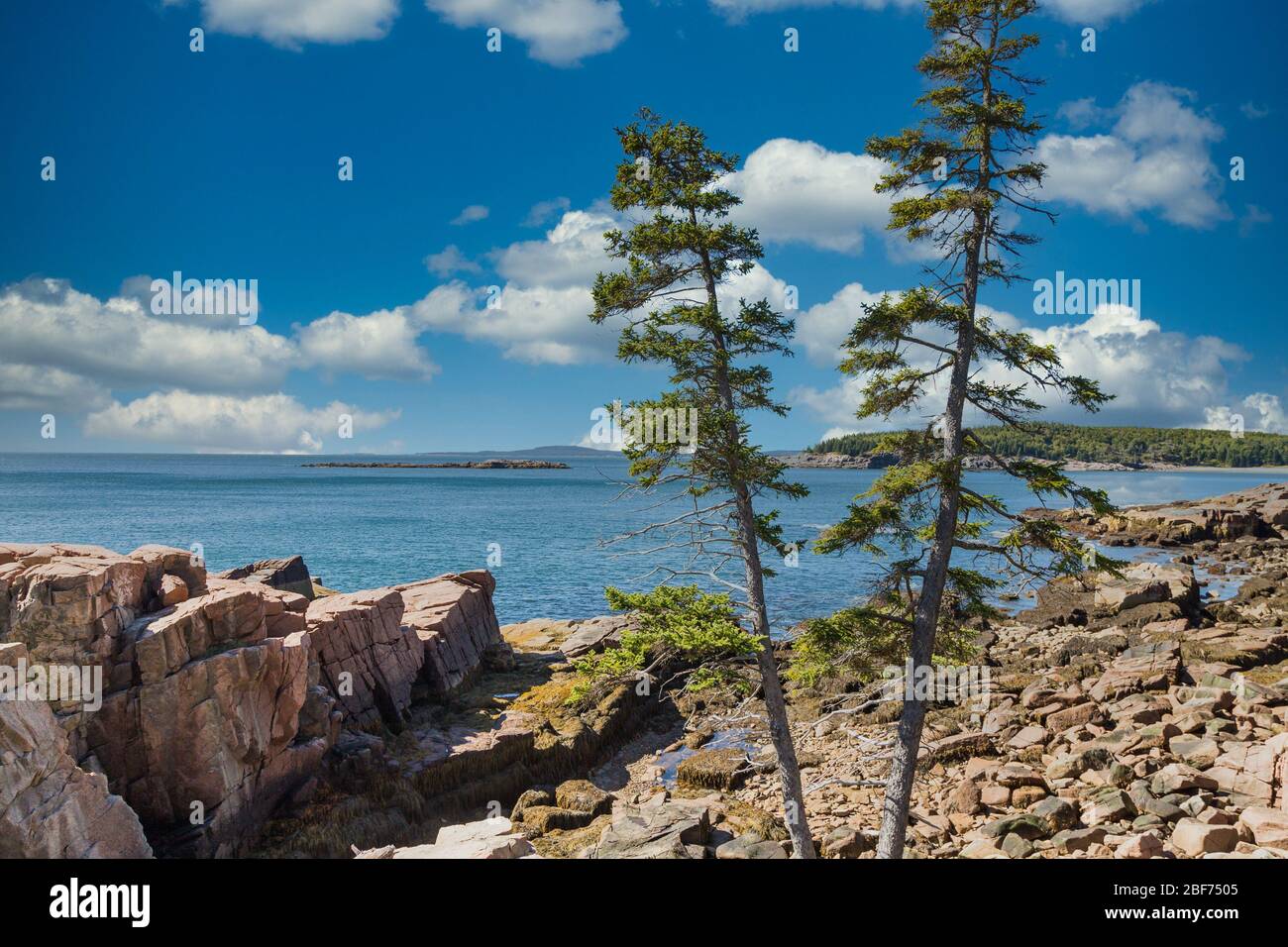 Pine Trees on Maine Coast Stock Photo Alamy