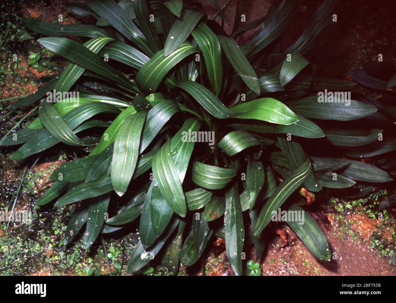 Ruffle Sword, Echinodorus martii Stock Photo