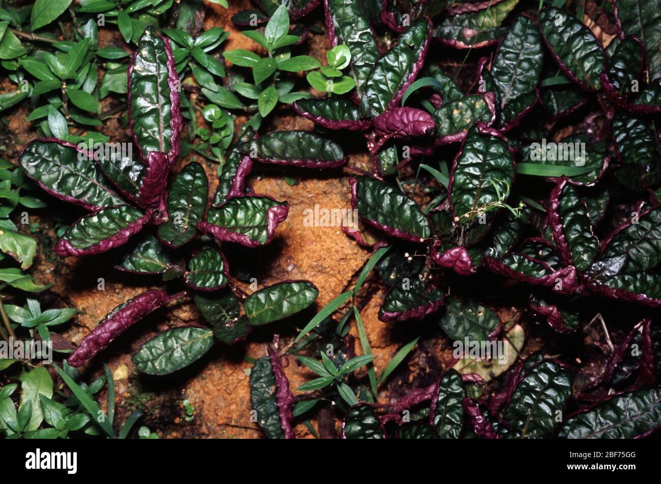 Purple waffle or Metal leaf plant, Hemigraphis colorata Stock Photo